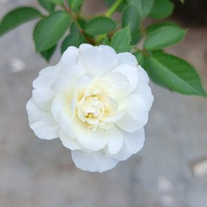 White Rose