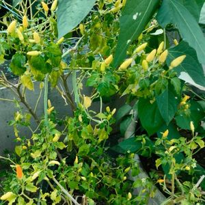 Bird Eye Chilli (Kanthari Mulaku)- Homegrown