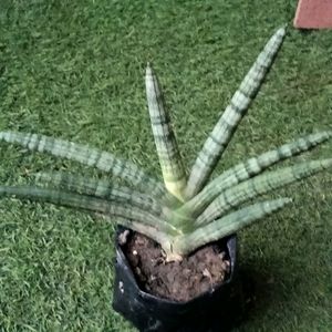 Sansevieria Cylindrica