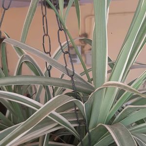 Spider Plant, Jade Plant, Purple Heart Plant,small Snake Plant,wandering Jew Plant