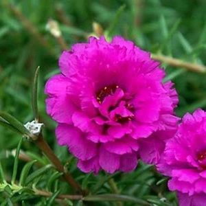 Combo Of 4 Type Portulaca