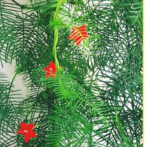 Cypress Vine Red Seeds And Re 4 O Clock Seed