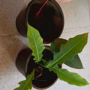 Pink Princess Philodendron And Ring Of Fire Plant