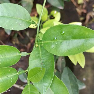 Lemon Plant/Seed