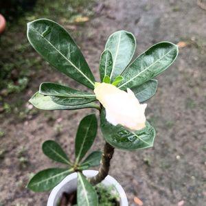 Adenium Obesium