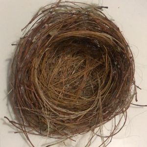 Rare Bird Nest