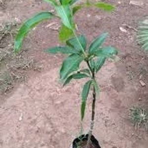 Hybrid Mango Shapling Plant