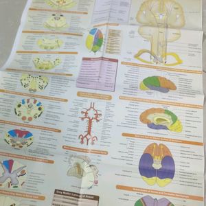 BD Chaurasia Neuroanatomy Ninth Edition