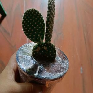 Bunny Ear Cactus Plant With Pot