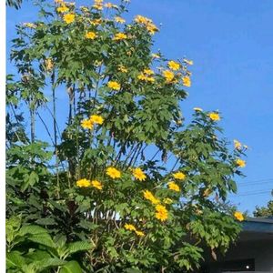 Mexican Sunflower Plant Cutting