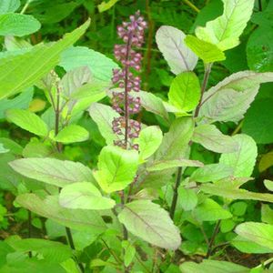 Tulsi Seeds And Plants Pack Of 2 Live