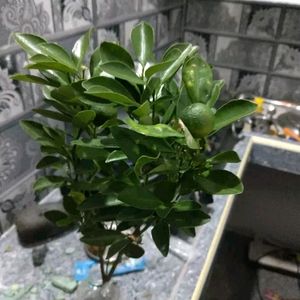 Mini Japanese Orange Plant