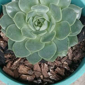 Echeveria