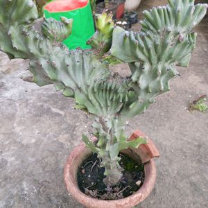 5 YEAR OLD CACTUS