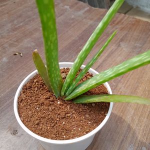 Aleovera Plant With Small Pot