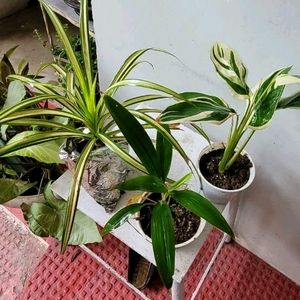 Set 3 Never...&Dracaena Ruby Healthy Plant