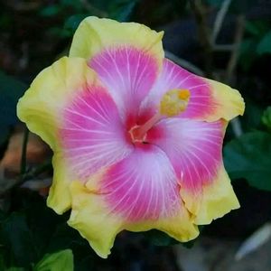 Taiwan Hibiscus Plant