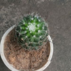 Combo Its Sucuulent Gasteria Plant +ball Cactus