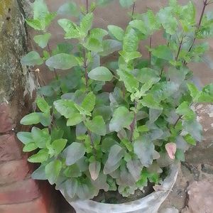 Tulsi Seeds And Plants Pack Of 2 Live