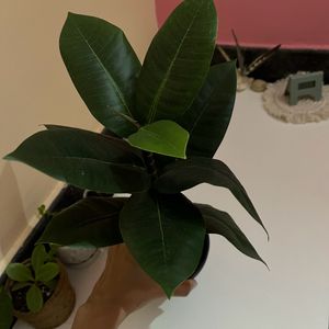 Artificial Rubber Plant