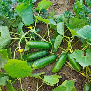 Cucumber Plant With Roots