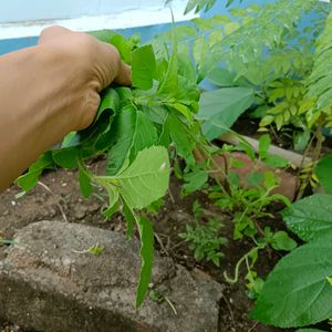 1 Feet Tulsi Plant