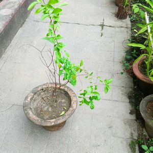 Mehendi Tree