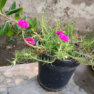 Portulaca Plant