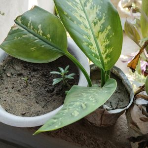 2 Adenium 7 Plant Combo