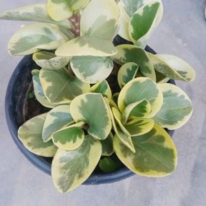 Compo 2 Variegated Baby Rubber Plant