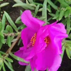 Combo 10 VarietyMoss Rose And 9"O Clock Live Plant