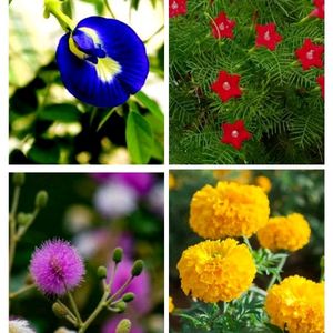 Combo Seeds For Flowers