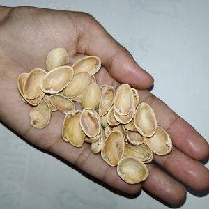 Pista Shells