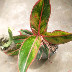 Combo Of 3 Indoor-outdoor Live  Plant