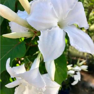 Combo Of 2 Color Mandevilla Flowering Plant