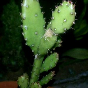 Opuntia Cactus