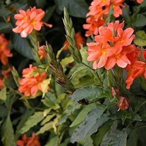 Crossandra infundibuliformis