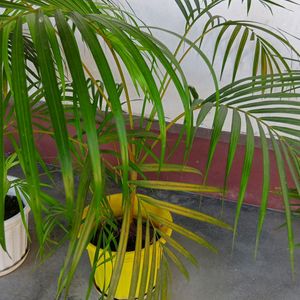 Areca Palm