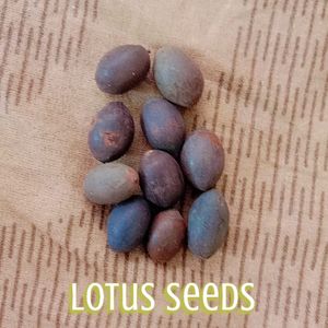 Lotus 🪷 Seeds 10 Peices