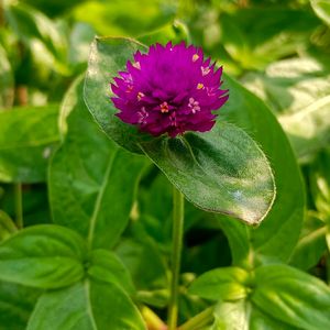 Globe amaranth / Gomphrena Seeds