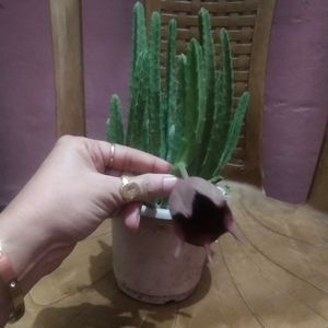 Beautiful Maroon Cup Flower Cactus