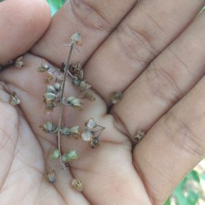 Tulsi Seeds