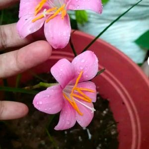 Queen Of  Monsoon Rain Lilly Combo 2 Color Bulb