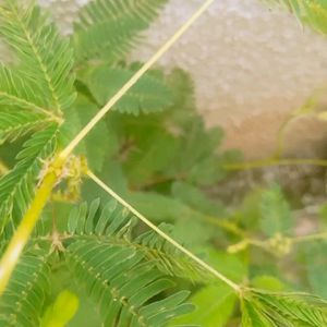 Natural Mimosa pudica ,छूईमुई पौदा Touch Me Not