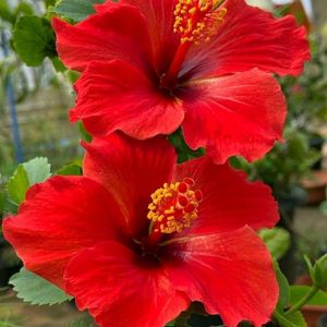 Red Hibiscus Flower Steam