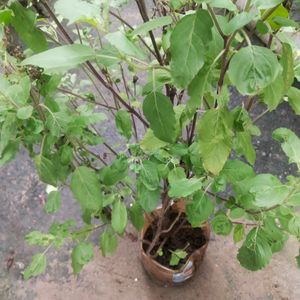 Vairegated Big Size Healthy Tulsi Plant With Root