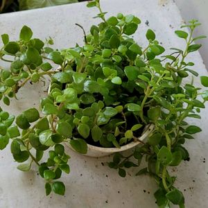 Pack 2 Pilea Depressa & Ee Tradescantia Plants