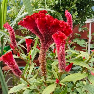 Red Velvet Flower Plant