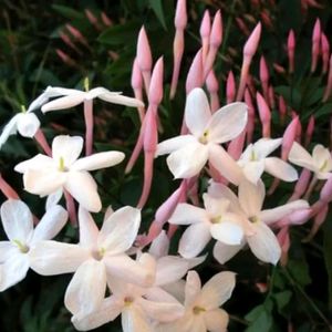 Spanish Jasmin Flower Plant With Root