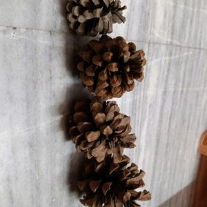 Combo Of Pine Tree For Decorations